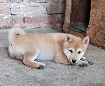 Shiba inu - 2