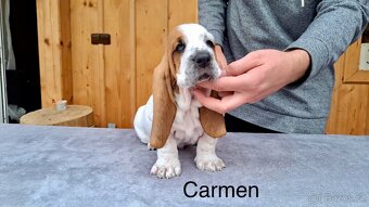 Bassethound s PP - 2