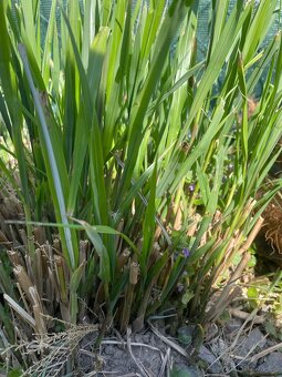 Ozdobnice čínská - 2