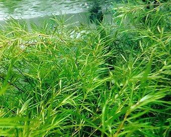 Akvarijni rostlinky - Najas Guadalupensis - 2