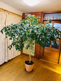 Prodám Ficus Benjamin a Croton Pictum - 2