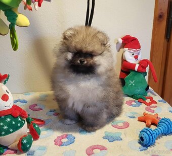 Trpasličí Špic Pomeranian pejsek s PP - 2