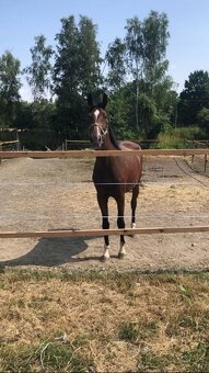 Prodám klisnu vhodnou do chovu - 2