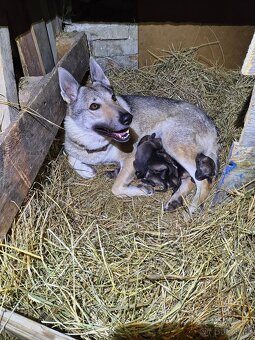 Československý vlčák bez PP - 2