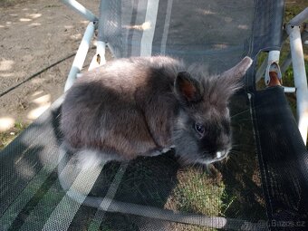 Zakrslý králík samička - 2