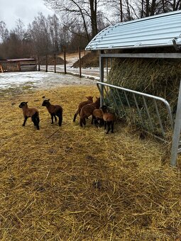 Kamerunské ovce - 2