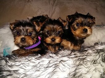 Jorkširsky teriér - 2