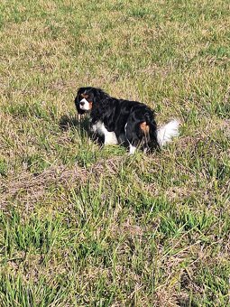 King Charles kavalir - 2