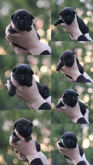 Štěňata labrador x německý ovčák - 2