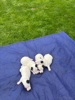 Jack Russel - 2