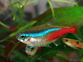 Neonka obecná (Paracheirodon innesi) - 2