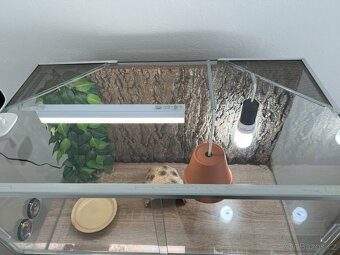 Terarium - 2