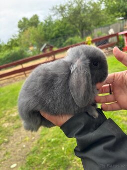 Mini lop - mláďata k rezervaci - 2