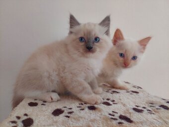 Ragdoll - 2