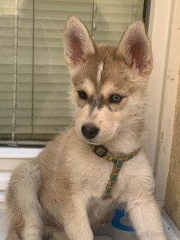 Sibiřský Husky - štěně - 2