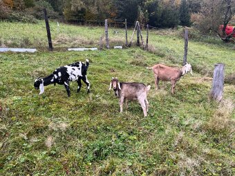 Anglonubijske kozičky i s kozlikem - 2