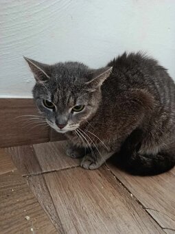 Julča hledá pohodový a milující domov - 2