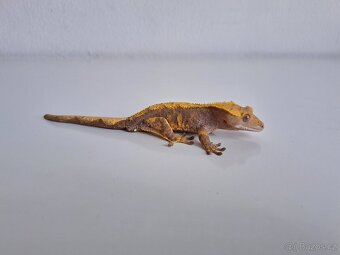 pagekon řasnatý samec) - 2