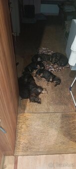 Jezevčík drsnosrstý - 2