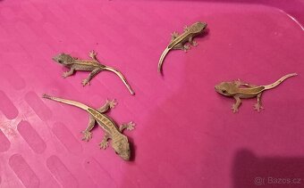 Pagekon řasnatý - 2