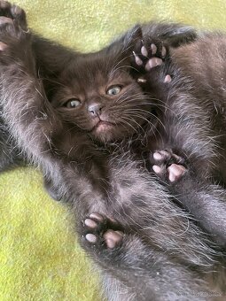 Koťátka - Lásky s tlapkami 🐾 a oušky - 2