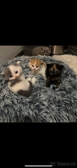 Britská koťátka s PP - 2