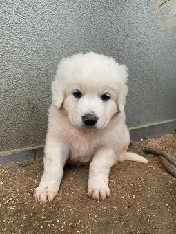 Prodám štěňata Slovenského čuvače - 2