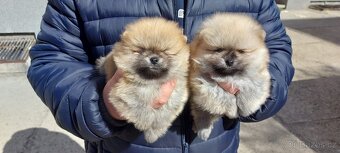 Pomeranian štěňátka  s PP - 2