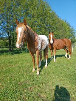 Appaloosa valach 3 roky - 2