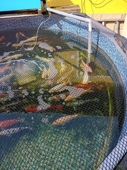 Koi kapr - 2