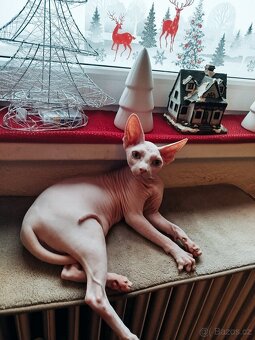 Sphynx - 2