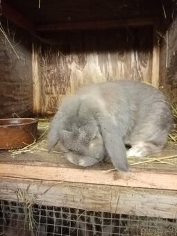 Zakrslý králíci - 2