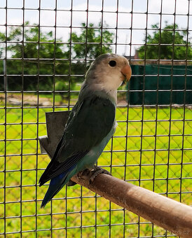Agapornis růžohrdlý - 2