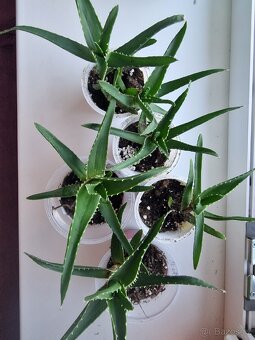 Prodám Aloe - 2