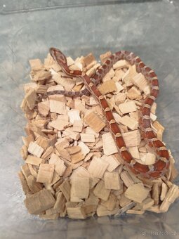 Užovky červené 8/25 classic a diffused - 2