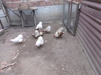 Prodám násadová vejce zdrobnělých vyandotek - 2