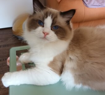 Kocourci ragdoll s PP - 2