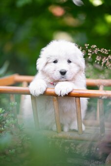 Maremma Sheepdog - Maremmansko Abruzský pastevecký pes - 2