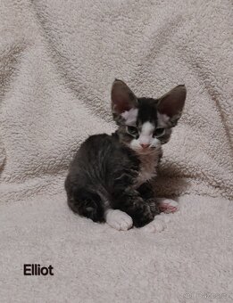 Devon rex koťátka s PP - 2