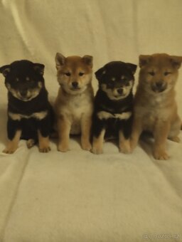Shiba inu/ šiba s PP FCI - 2