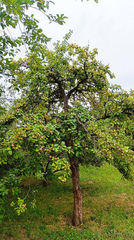 Dlouhodobý pronájem zahrady - 2