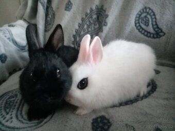 Nádherní zakrslí králíčci - mláďata - 2