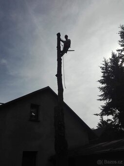 Rizikové kácení - 2