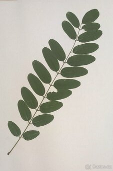 Herbář dřevin - 2