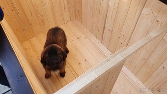 psí bouda, boudy pro psy - 2