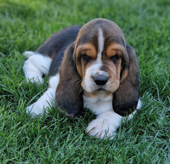 Bassethound - dva trikolorní pejsci s PP - 2