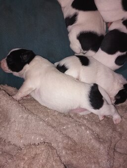 Jack Russell teriér s Parson terierem - 2