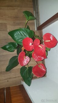 Anthurium - 2