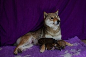 Shiba s FCI PP - 2