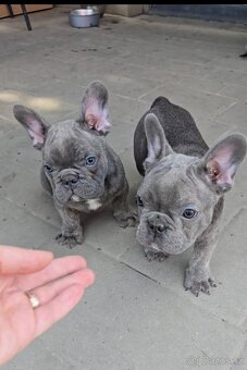 Štěňátka francouzského buldočka – barva blue 🐾 - 2